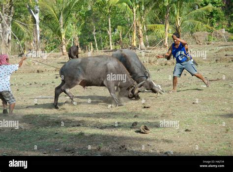 carabao fighting in philippines|Carabao, The Philippines Greatest Ally .